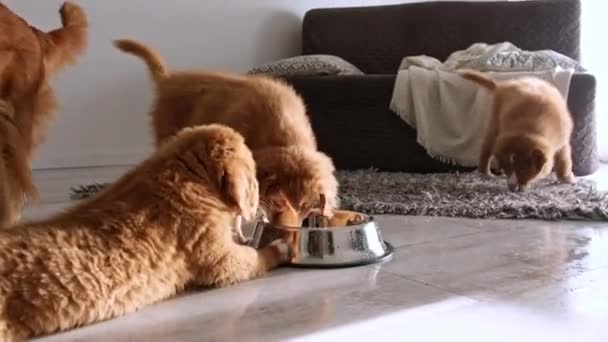 Little Funny Puppies Nova Scotia Tolling Retriever Dog Breed Drinking — Stock Video