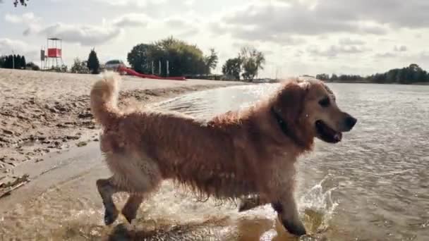 Очаровательный Молодой Ретривер Собака Гуляя Играя Воде Пляже Медленное Движение — стоковое видео