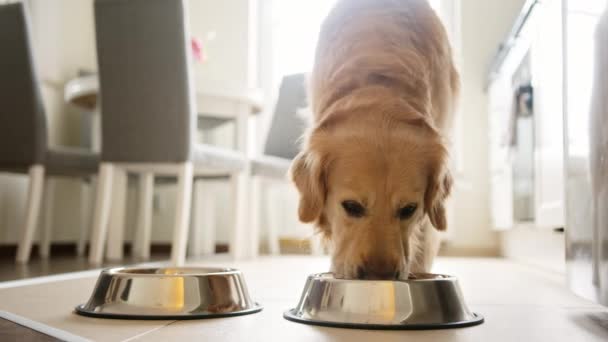 Lindo Golden Retriever Perro Teniendo Comida Tazón Cocina — Vídeo de stock