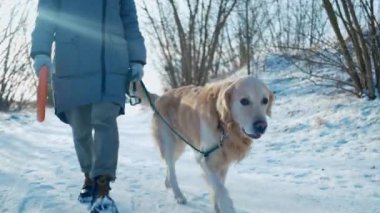 Kış yürüyüşündeki sevimli köpek, güzel altın av köpeği evcil hayvanı, karın tadını çıkarıyor.