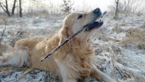 Mooie Golden Retriever Hond Geniet Van Een Winterwandeling Buiten Charmant — Stockvideo