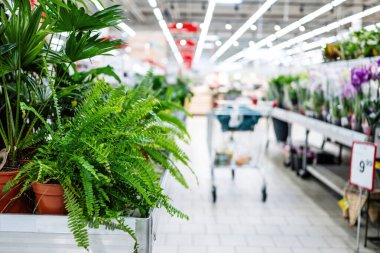 Ev Bitkileri ve Çiçekleri Olan Boş Bahçe Süpermarketi