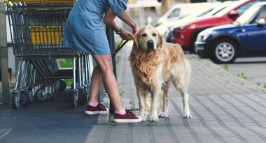 Golden Retriever köpeği süpermarketin yanındaki caddede bekliyor. Saf köpek evcil köpeğinin tasmasını çıkaran kız.