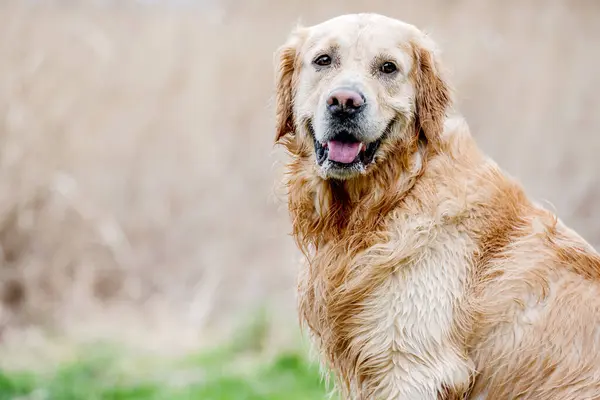 Sevimli Köpek Golden Retriever Dışarıda Çiftleşiyor Kameraya Bakıyor — Stok fotoğraf
