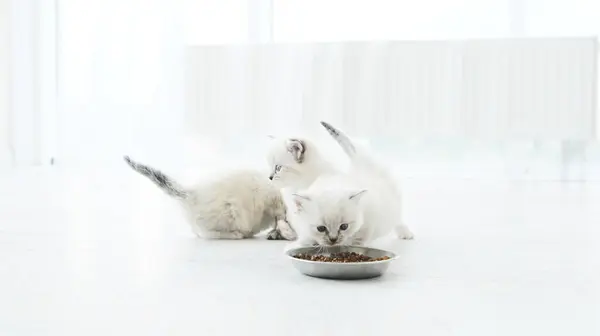 Пушистые Котята Нюхают Дома Чистые Маленькие Кошки Миска Едой Помещении Стоковое Изображение