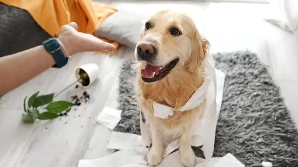 Golden Retriever Hund Ser Skyldig Flicka Ägare Efter Att Lekt Royaltyfria Stockfoton