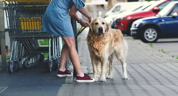 金毛猎犬在超级市场附近的街上等着主人 在户外从纯种宠物狗身上取出皮带的女孩 图库图片