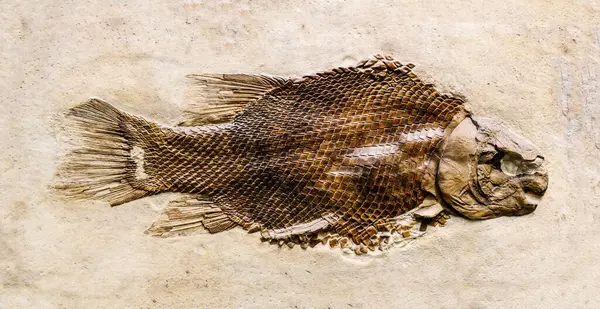 Tarih Öncesi Balık Fosili Taşa Saplanmış - Stok İmaj