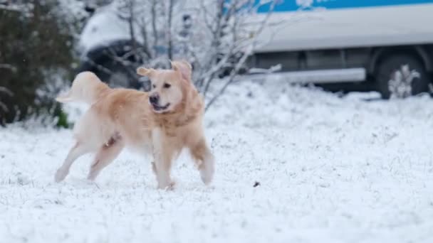 Αξιολάτρευτο Golden Retriever Τρέχει Στο Χιόνι Χειμώνα — Αρχείο Βίντεο