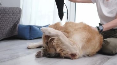 Evdeki kız köpeğine sakso çekmek için saç kurutma makinesi kullanıyor.