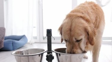 Golden Retriever Dog Bir kaseden İçme Suyu