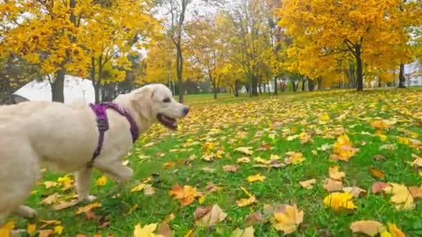 Lustiger Süßer Golden Retriever Hundewelpe Der Auf Gefallenem Gras Läuft — Stockvideo