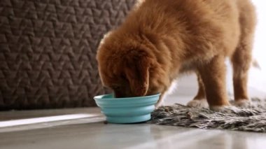 Küçük komik köpek yavruları evde kaselerden yemek yiyerek av köpeği yavrusu gibi ötüyor.