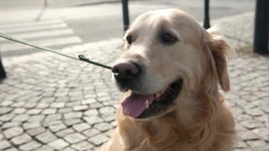Sevimli Golden Retriever Köpekleri Şehrin sokaklarında tasma takıyor