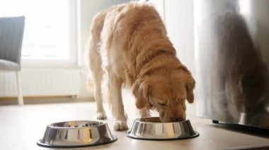 Sevimli Altın Avcı Köpeği Mutfakta bir kaseden yemek yiyor