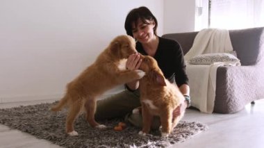 Küçük sevimli köpek yavrularıyla oynayan bir kadın. Troller Retriever cinsi, evcil köpekleri inanılmaz.