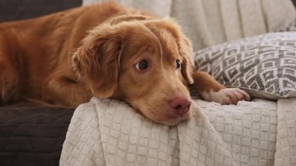 ソファーに横たわる愛らしい許容トレイラーの犬の肖像画 アットホーム — ストック動画
