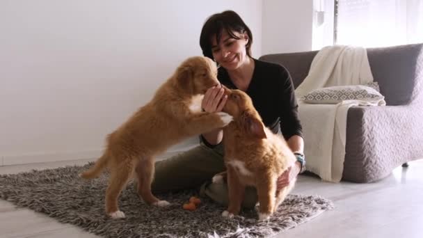 小さなかわいい子犬のトレーラーの品種で遊ぶ女性 自宅で素晴らしいペット犬 — ストック動画