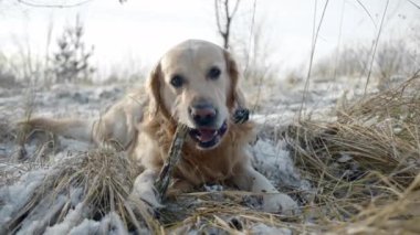 Golden Retriever Dog, Beautiful Home Pet, bir kış yürüyüşü sırasında sopayla karda oynuyor.
