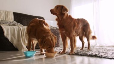 Güzel bir çift av köpeği çanaklardan su içiyor.