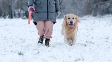 Sahibi kız, kışın kar tarlasında altın av köpeğiyle yürüyor.