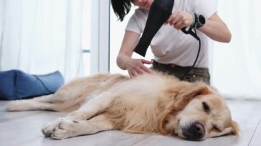 Dişi Kurutucu Altın Köpek Saç kurutma makinesi kullanıyor. Banyo yaptıktan sonra dinleniyor.