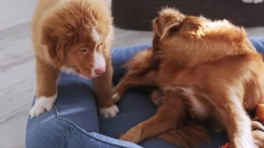 İnanılmaz DogS Ailesi Toller Retriever Evde Oynuyor, Sevimli Evcil Evcil Evcil Hayvanlar
