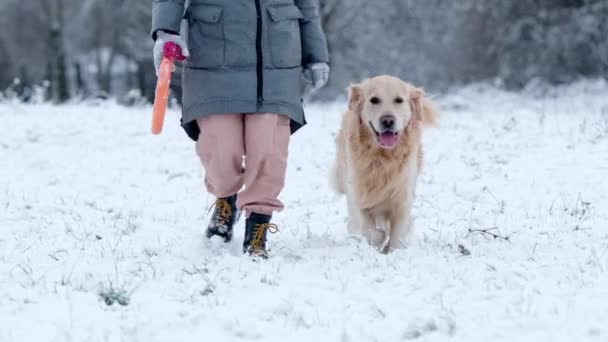 Tulajdonos Lány Sétál Golden Retriever Kutya Hómezőn Télen — Stock videók