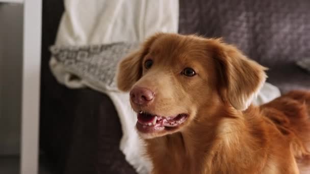 Porträtt Vacker Hund Nova Scotia Duck Tolling Retriever Dog Hemma — Stockvideo