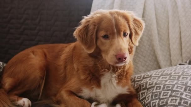 ソファーに横たわる愛らしい許容トレイラーの犬の肖像画 アットホーム — ストック動画