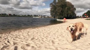Tatlı, genç, altın köpek koşuyor ve kumsalda oynuyor. Suyun yanında, ağır çekim.