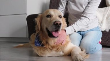 Yaşlı Kadın Elleri Yumuşakça Sevimli Altın Köpek Okşuyor