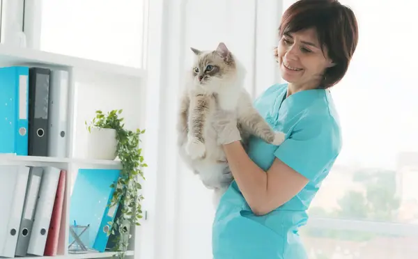 Tierärztin Hält Katze Händen Klinik Fluffy Purebred Feline Pet Mit lizenzfreie Stockfotos