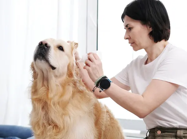 Жінка Краплі Медицини Вухо Собаки Золотий Ретривер Лікування Вдома Ліцензійні Стокові Зображення