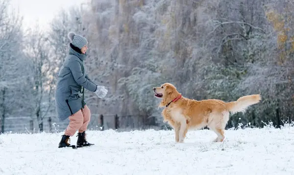 Imádnivaló Golden Retriever Dog Catching Egy Hógolyó Ugrás Szabadban Télen Stock Kép