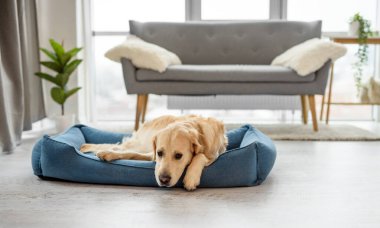 Golden retriever köpeği ışık odasında dinleniyor, evinde yatıyor.