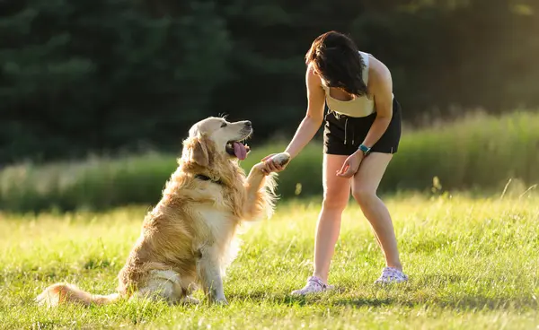 Altın Köpeği Çayırda Eğiten Sahibi Kadın Köpek Pençesini Veriyor - Stok İmaj