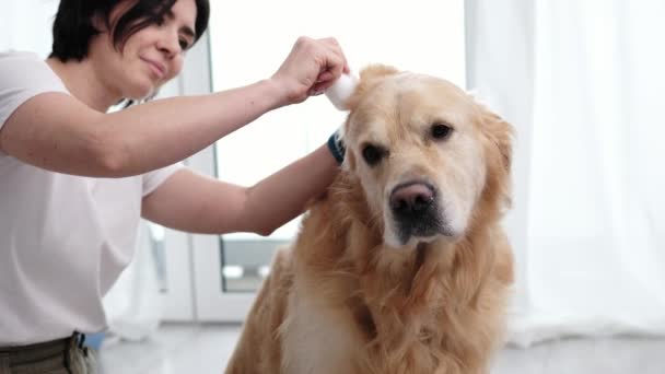 店主妇女滴药到狗耳朵里 金耳在家里接受治疗 — 图库视频影像