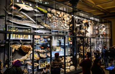 Berlin, Almanya - 20 Aralık 2022: Berlin Doğa Müzesinde Darwin 'in Evrim Teorisi Sergisi