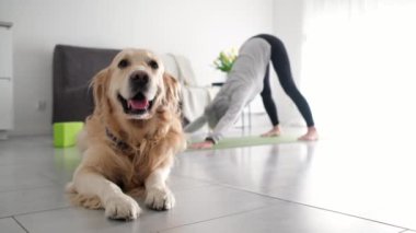 Yaşlı bir kadın altın av köpeği yerde yatarken Yoga yapıyor.