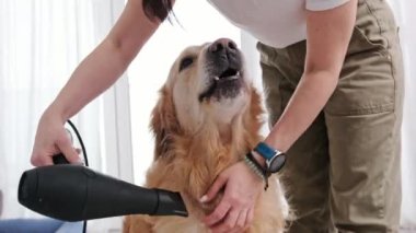 Sahibi Altın Avcı Köpeği, onu yıkadıktan sonra saç kurutma makinesiyle kurutuyor.