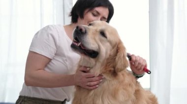 Kadın kürkünü fırçalıyor Güzel Altın Köpeği, Evde Bakım Yöntemleri