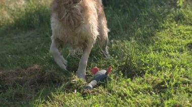 Genç av köpeği Golden Retriever Dog Breed ördek oyuncağıyla oynuyor ve su damlatıyor.
