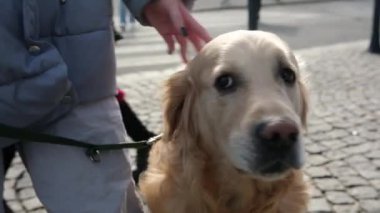 Sevimli Golden Retriever Köpekleri Şehrin sokaklarında tasma takıyor
