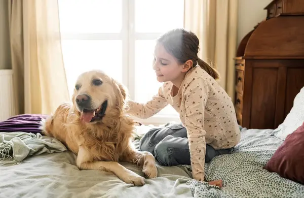 Neşeli küçük kız Yatakta Altın Köpek Okşuyor