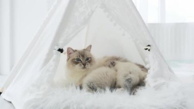 Paçavra Bebek Kedi Evinde Kedi Besliyor