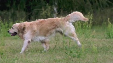 Golden Retriever köpeği kız sahibine doğru yavaşça koşuyor. Sevimli safkan evcil köpek yazın genç bir kadınla parkta oynuyor.