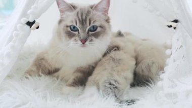 Sevimli kedileri olan Güzel Kedi Kedi Yatağında Yatar
