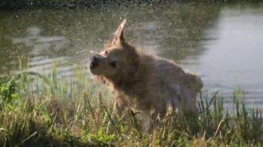 Golden retriever köpeği nehirde yüzdükten sonra su damlalarını sallıyor. Islak labrador köpeği göl kenarında kurulanıyor.