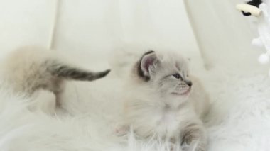 Sevimli Kedi Regdoll Breed rahatlığın tadını çıkarıyor, kedi yatağında yatıyor.
